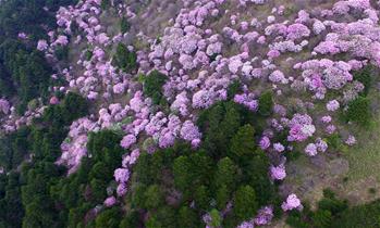 神農架高山杜鵑盛開