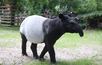 波兰动物园的马来貘