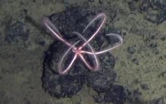 雅浦海溝動物世界探秘：&ldquo;蛟龍&rdquo;號5000米深海大型動物見聞