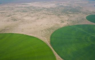 科爾沁沙地上飄動著&ldquo;綠海&rdquo;