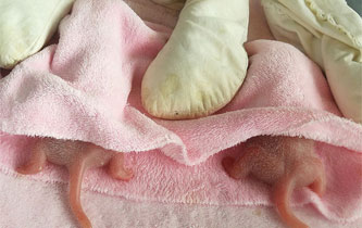 大熊貓&ldquo;成大&rdquo;産下龍鳳胎