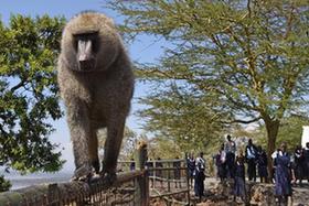 走進肯尼亞納庫魯湖國家公園