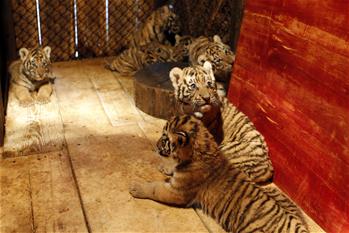 一東北虎在雲南成功産下七崽