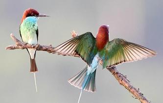 美麗小鳥藍喉蜂虎現身閩江中下遊河谷