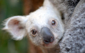 呆萌版&ldquo;龍女王&rdquo;徵集名字