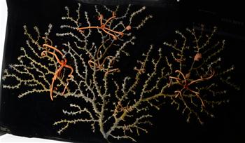 &ldquo;發現&rdquo;探海山