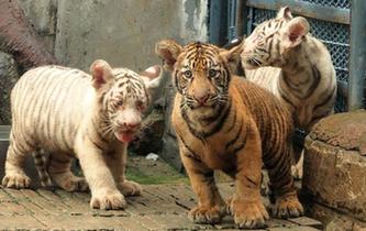 山東濟南：三胞胎虎寶寶與遊客見面