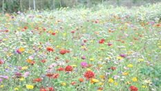 甘肅金昌戈壁灘上秋日菊花香