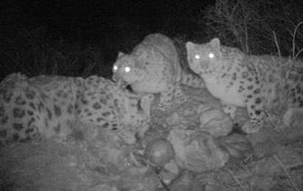 紅外相機記錄雪豹分食畫面