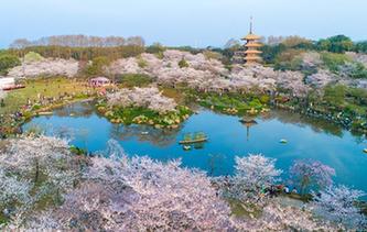 武漢：櫻花繽紛醉遊人