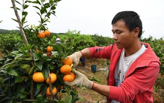 &ldquo;90後&rdquo;返鄉大學生的創業夢