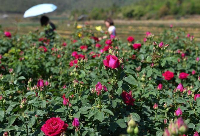 雲南萬畝食用玫瑰進入盛花期 開啟甜蜜芬芳之旅