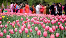 長春近百萬株鬱金香競相開放 引遊客前來參觀