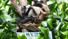 广州长隆成功繁育中国首例斑狐猴三胞胎