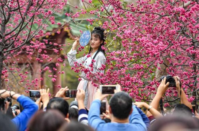 廣州華南農業大學櫻花怒放吸引遊人