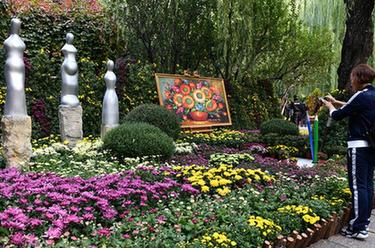 趵突泉畔菊花鬥艷