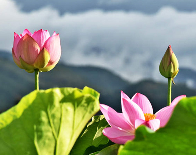 云南双江：荷花盛开 产业示范基地成为旅游网红打卡地