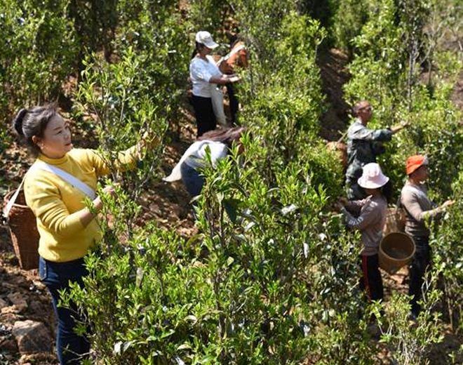 茶飘香 生产忙 双江县茶企复工率达100%