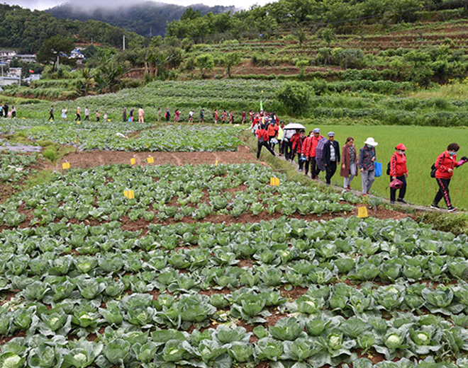 深植生態脫貧 “觀光農業”帶火雲南雙江小壩子村