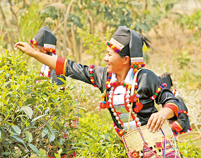 春茶飘香茶农笑