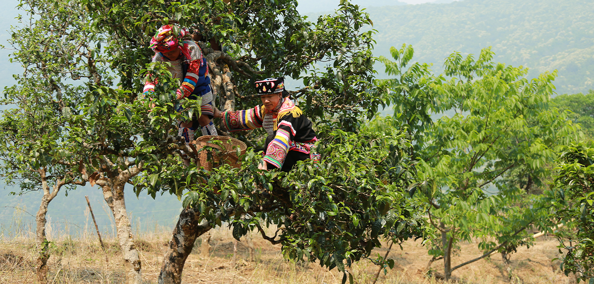 双江因茶而闻名