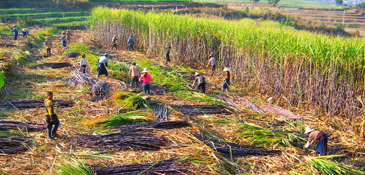 双江兴起产业扶贫风