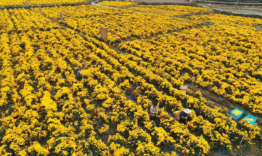 贵州龙里：&ldquo;扶贫菊花&rdquo;铺开致富路