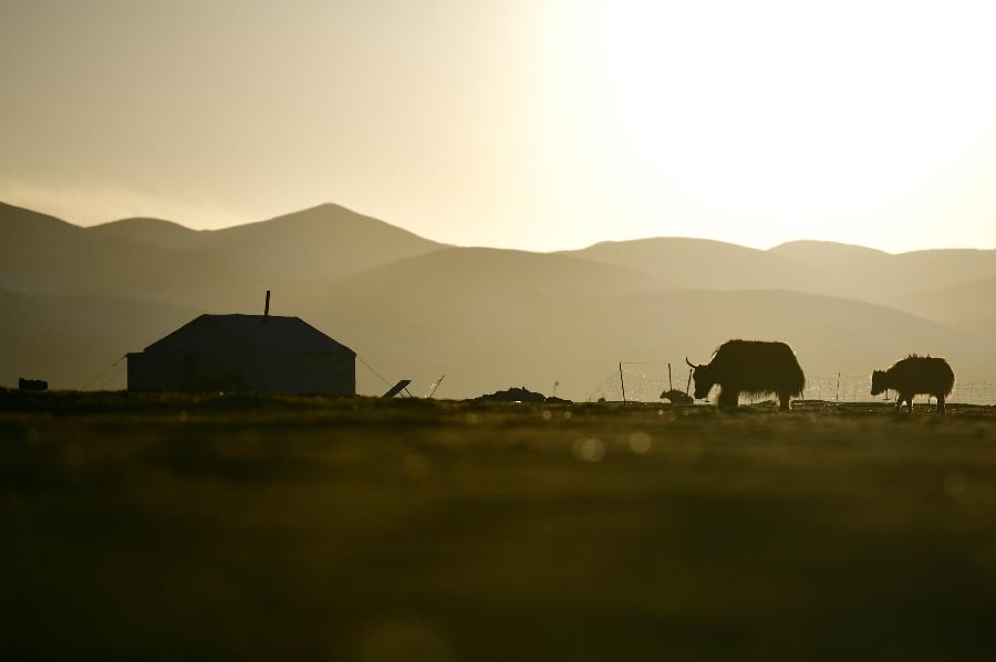 青海称多：生态畜牧业奏响牧歌