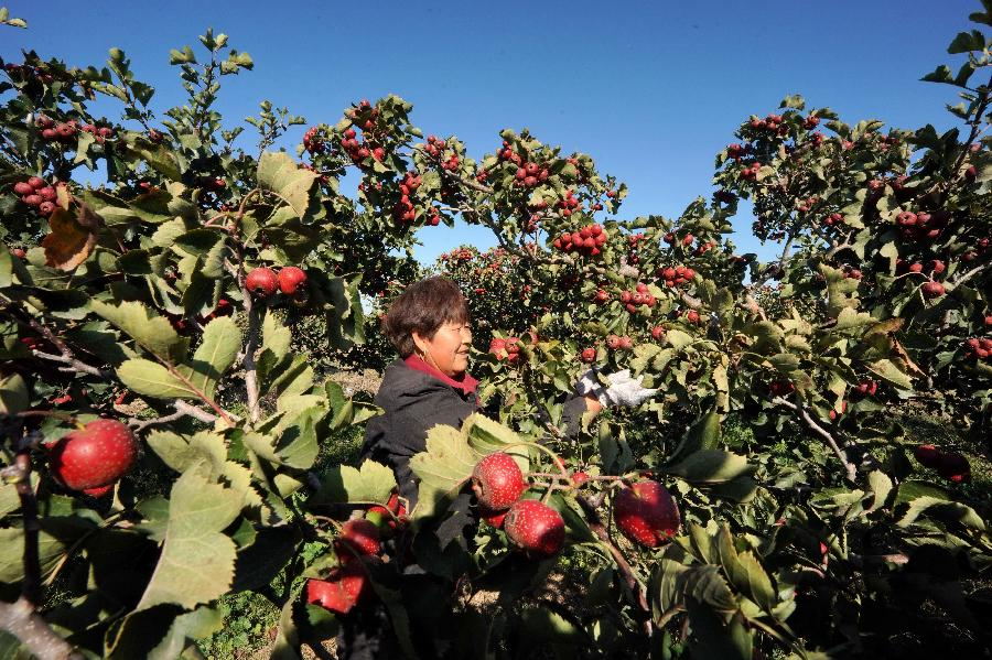 河北清河：山楂喜丰收