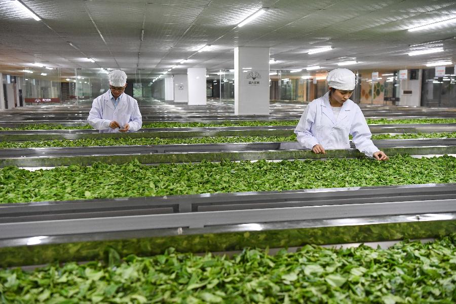 岭南茶乡采茶忙