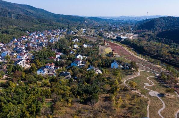 浙江长兴：古银杏长廊风光美