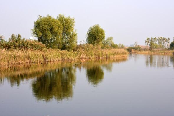 黄河故道湿地迎来&ldquo;稀客&rdquo;