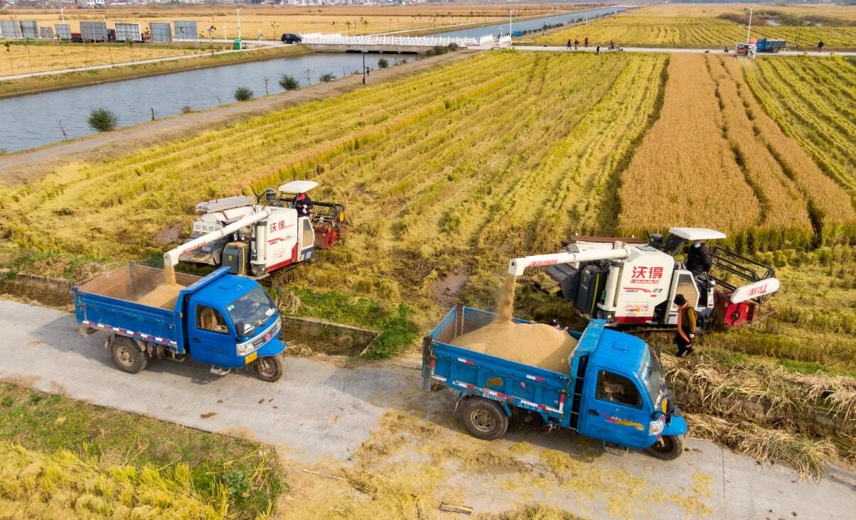 江苏南京：收割晚稻