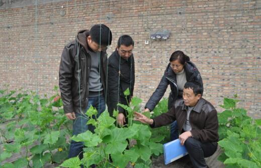 三代&ldquo;黄瓜人&rdquo;接力&ldquo;劳模精神&rdquo;种好瓜