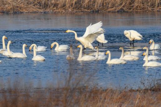 北京：天鹅舞动怀柔水库