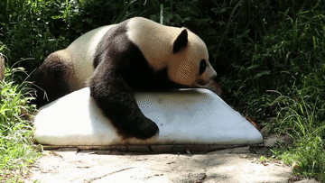 动物园消暑有&ldquo;凉&rdquo;方