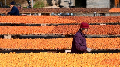 &ldquo;寒露寒露，遍地冷露&rdquo;