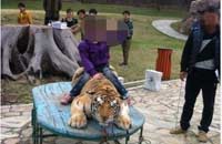 长春东北虎园鞭打强迫老虎与游客合影