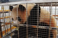 大熊猫&ldquo;琪琪&rdquo;&ldquo;芝芝&rdquo;飞北京参加园博会