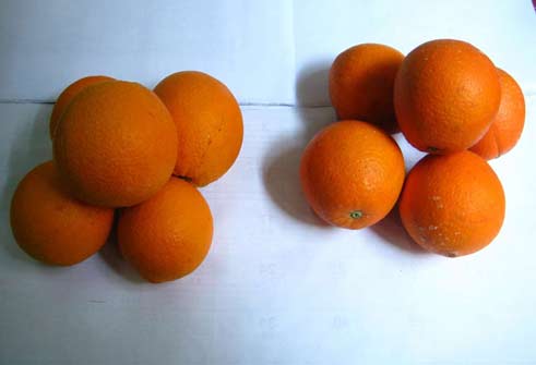 晚棱脐橙