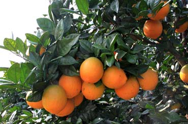 赣南脐橙主要栽培品种