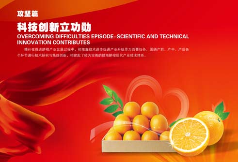 赣南脐橙展——攻坚篇