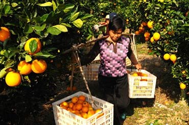 赣南脐橙网购场面异常火爆 高品质好口碑创造高成交量