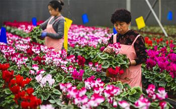 河北霸州：40万盆鲜花扮靓京津两节市场　