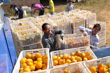 果园工人们正在将脐橙装车