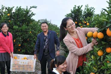 脐橙园成周末游客度假休闲乐园