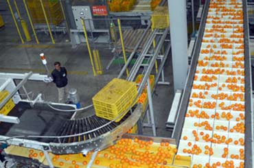 脐橙大量上市 生产加工企业呈现一派繁忙景象　图