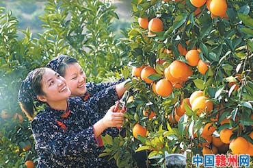 橙乡丰收年 橙香惹人醉