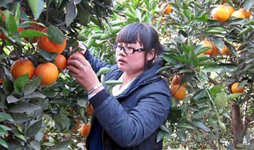 志愿者为果农义务摘脐橙