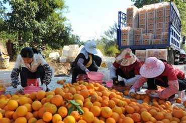 寻乌县加强果业科技攻关